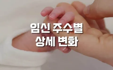 임신 주수별 상세 변화, 태아와 엄마의 40주간의 여정